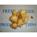 Different Sizes of Fresh Ginger In Different Packagings